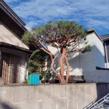 【世田谷区砧】赤松の剪定