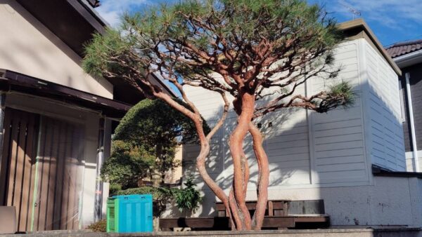 【世田谷区砧】赤松の剪定