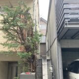 世田谷区宮坂でコニファーの越境枝の剪定