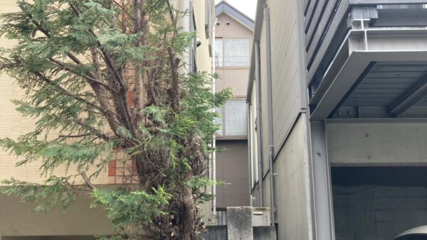 世田谷区宮坂でコニファーの越境枝の剪定