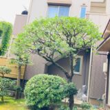 【世田谷区大原】伸びて影が多くなって空間を暗くしてしまった梅の剪定