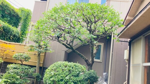【世田谷区大原】伸びて影が多くなって空間を暗くしてしまった梅の剪定