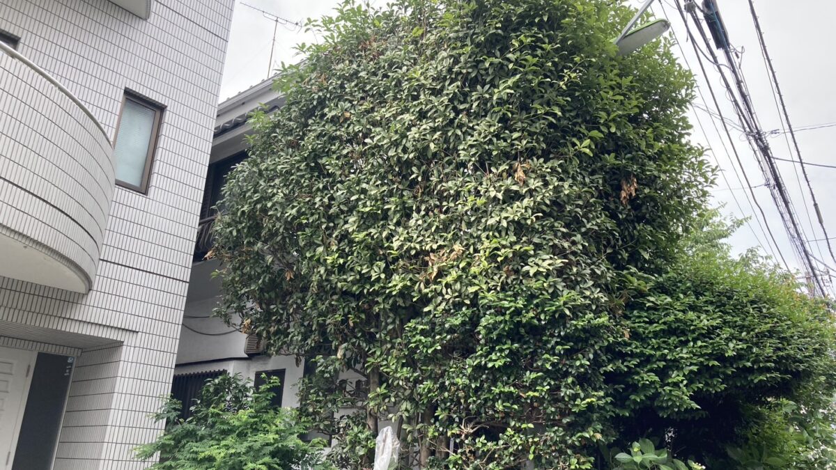 世田谷区の金木犀の剪定前