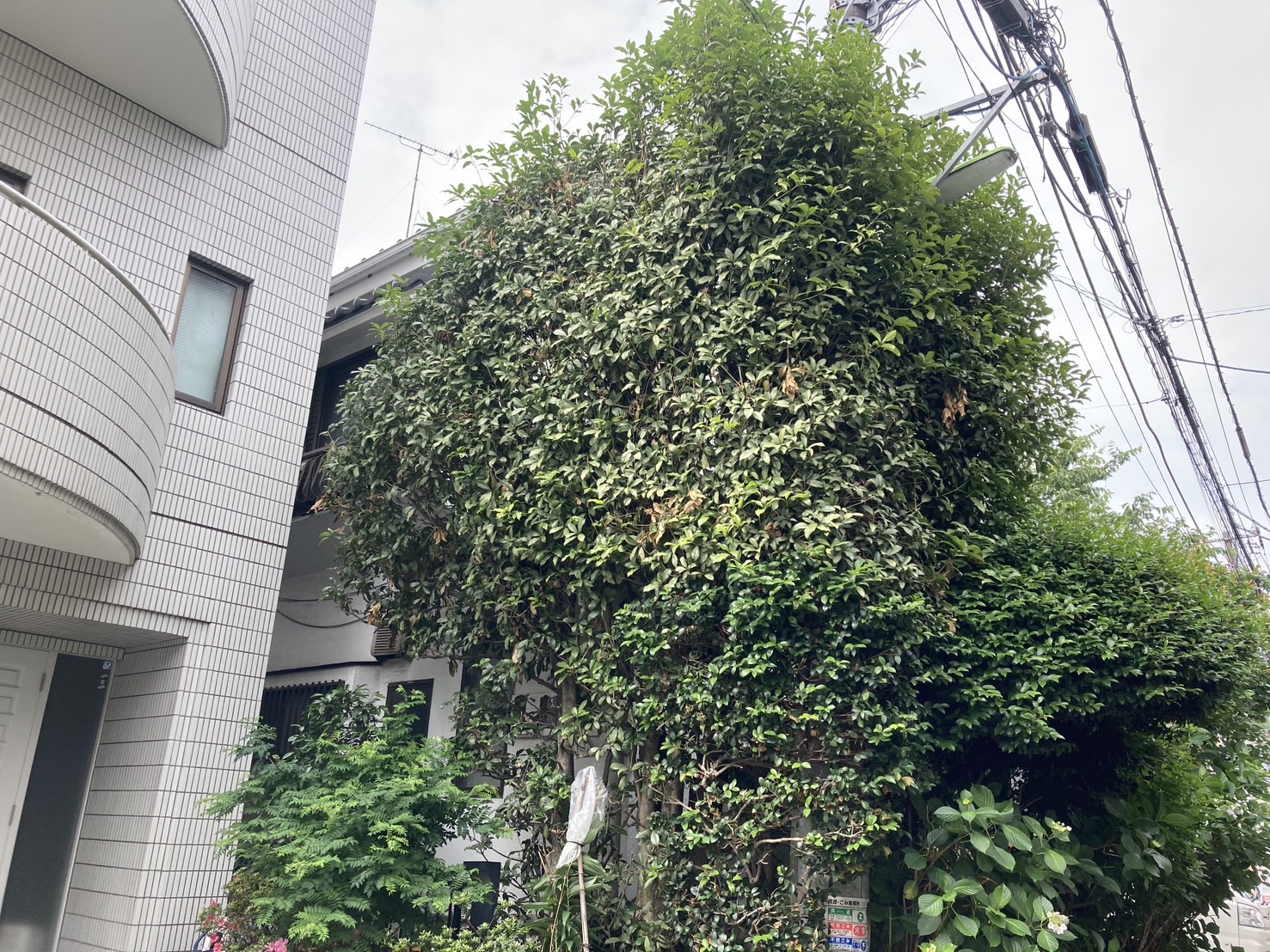 世田谷区の金木犀の剪定前