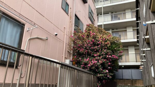 【東京都杉並区】サザンカの伐採料金28,800円。塗装工事足場を組みたいので早急な伐採をしてほしい