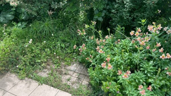 【東京都葛飾区】車いすを押すとき雑草が引っかかってしまうので急遽除草してほしい