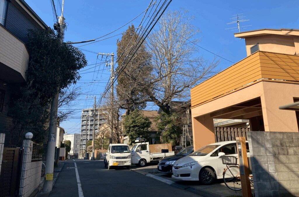 東京都杉並区のアオギリの剪定前