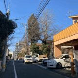 東京都杉並区のアオギリの剪定前