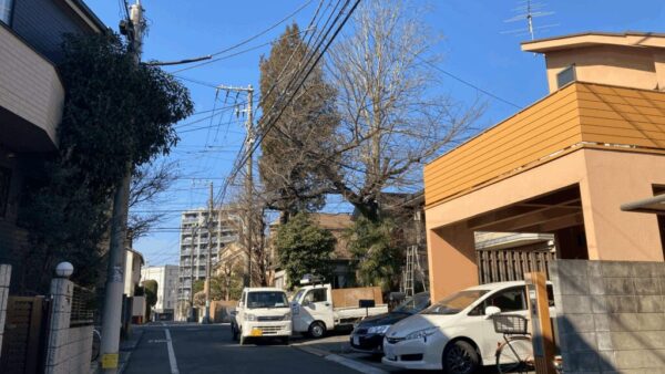 【東京都杉並区】あまりにも大きくなってしまったアオギリを剪定してほしい