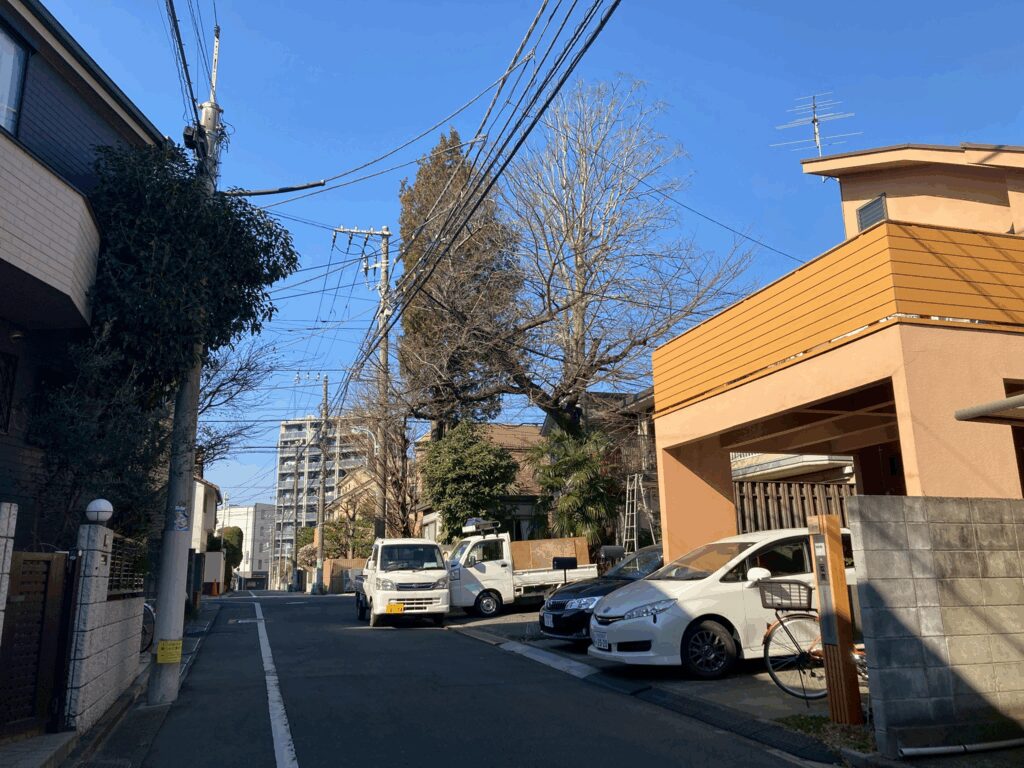 東京都杉並区のアオギリの剪定前